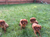 Cavalier King Charles