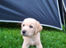 READY TO GO! Labrador KC Reg Puppies.