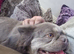 Fluffy frenchie