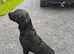 STRIKING HANDSOME LABRADOR FOR STUD