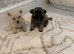 Micro teacup chihuahua n Pomeranian mix