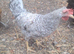 Cream legbar, breeding group...