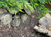 Baby Horsefield Tortoises for sale