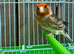Goldfinch mule