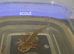 Axolotl babies