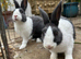 Beautiful Pair of Baby Dutch Bunny Girls 13 weeks