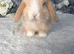 Beautiful black harli split mini lop doe
