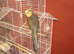 Celestial parrotlet 2 years old including large cage and toys