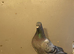 Racing pigeons for sale