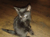 Beautiful, playful kittens for sale *READY NOW*