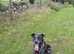 Collie cross Labrador