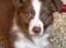 Gorgeous Border collie Puppy's