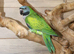 Darbyen Talking Parrot Male,13
