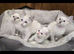 4 stunning ragdoll kittens