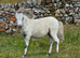 2 x spotted bred filly foals