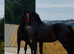 Black Cob X gelding 3years Mature 15.2hh