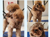 proven KC tiny red toy poodle