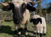 Swiss Valais Blacknose Ewe Lamb