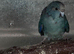 Kakariki hen