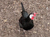 12 x White Faced Spanish Hatching eggs