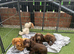 Cocker spaniel Puppies