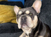 Blue French bulldog