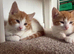 3 ginger tabby males ready now :)