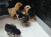 Pekin chick's