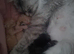 5 months old female maine coon