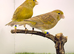 2025 canary pair