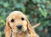 Ready to leave Show type, cocker, spaniel puppies