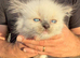 Gorgeous Ragdoll cross