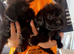 Spaniel pups