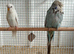 Lovely budgies available