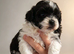One handosme boy shih tzu