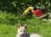 Loving homes needed Norwegian buhunds