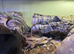 Amazing cb26 lake chapala garter snakes
