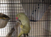 Female Indian ringneck