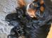 Cavapoo puppies f1 tiny miniature full dna clear