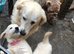 Golden retriever puppies ready now