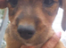 Border terrier X Jack Russell