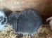 Mini lop ears males only