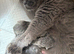 Stunning British shorthair kittens