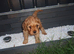 Gorgeous Cavapoo puppies 1 boy hereditary health tested clear. Ready now