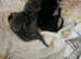 Kittens
