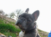 French bull dog age 2 girl