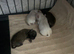 Apple head chihuahuas