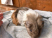 Guinea Pigs- pair of baby brothers