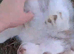 Gorgeous Siberian Husky puppies