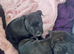 Kc blue/red staffy puppy’s